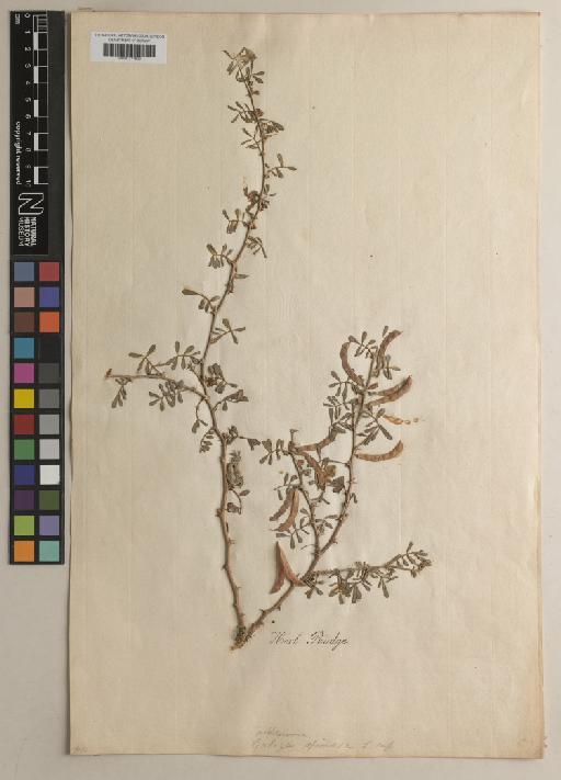 Tephrosia spinosa (L.f.) Pers. - BM001217829
