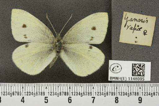 Pieris rapae rapae (Linnaeus, 1758) - BMNHE_1148005_a_111032