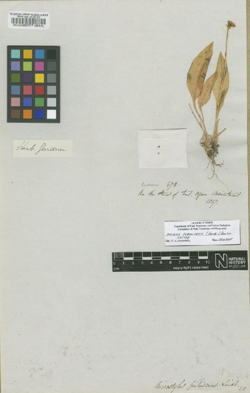 Malaxis pubescens (Lindl.) Kuntze - BM000088227