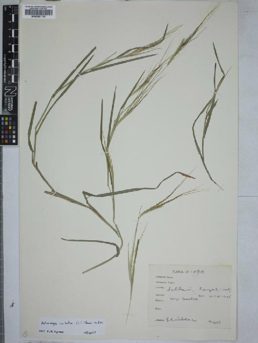 Poaceae Barnhart - 000901750