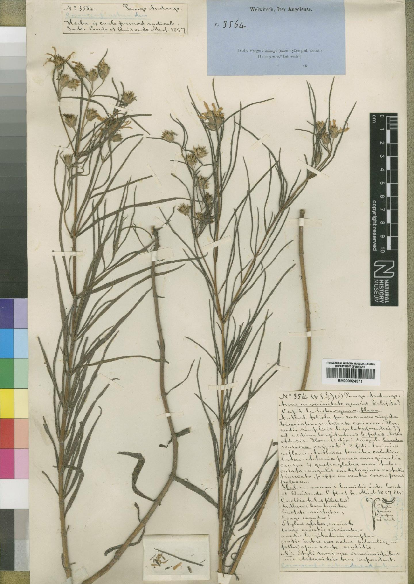 To NHMUK collection (Aspilia bipartita O.Hoffm.; Type; NHMUK:ecatalogue:4529399)