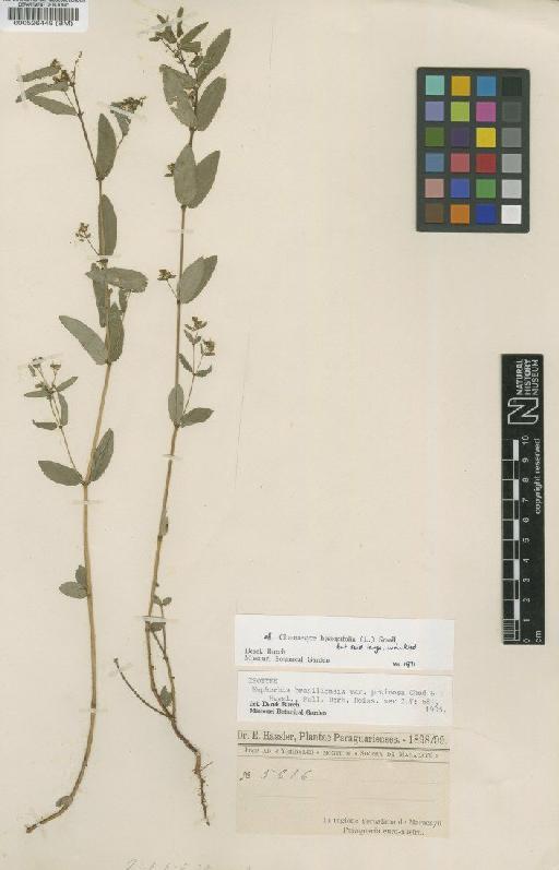 Chamaesyce hyssopifolia (L.) Small - BM000526449