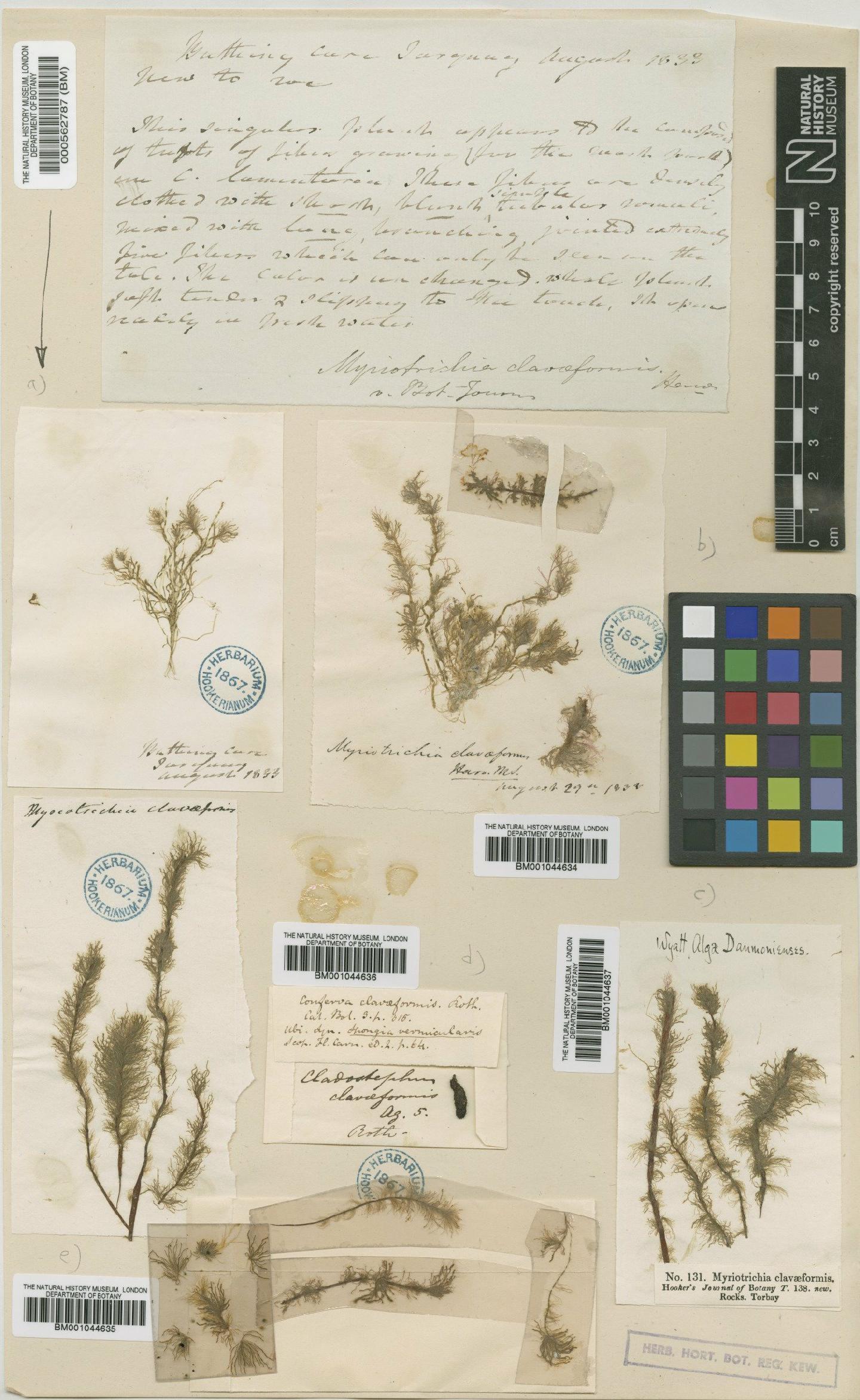 To NHMUK collection (Myriotrichia clavaeformis Harv.; NHMUK:ecatalogue:632910)