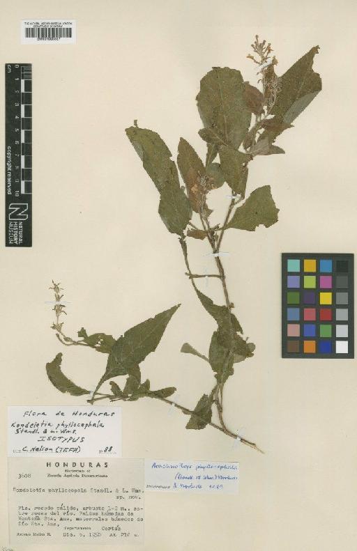 Rondeletia phyllocephala Standl. & L.O.Williams - BM001008857