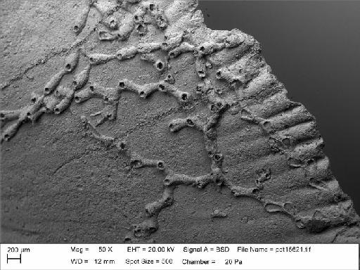 Zigzagopora wigleyensis Wilson & Taylor, 2016 - NHM-UK_P_BZ7750_12_M_1