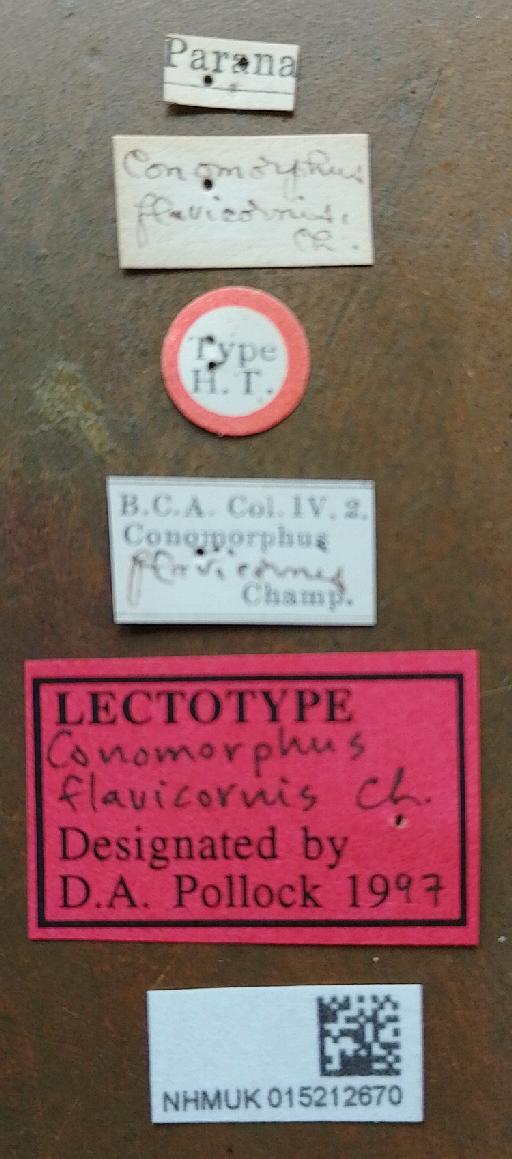 Conomorphus flavicornis (Champion, 1889) - Conomorphus flavicornis lectotype labels