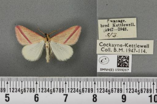 Rhodometra sacraria ab. sanguinaria Esper, 1799 - BMNHE_1599267_299652