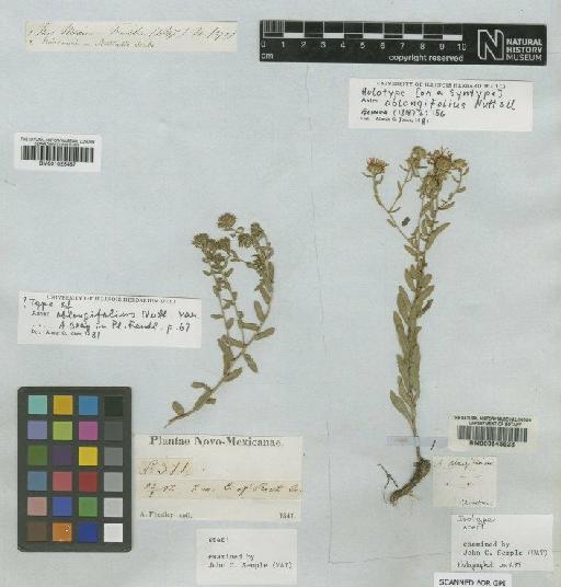 Aster oblongifolius Nutt - BM000645523