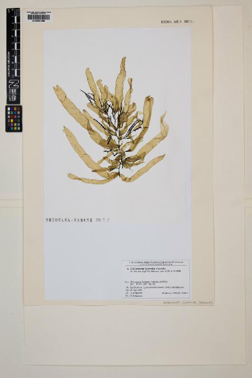 Coilodesme japonica Yamada - 000807866