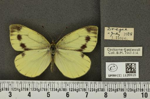 Pieris napi britannica ab. sulphurea Schoyen, 1885 - BMNHE_1129910_82181