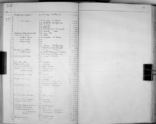 Mirafra rufocinnamomea fischeri - Zoology Accessions Register: Aves (Skins): 1929 -1932: page 239