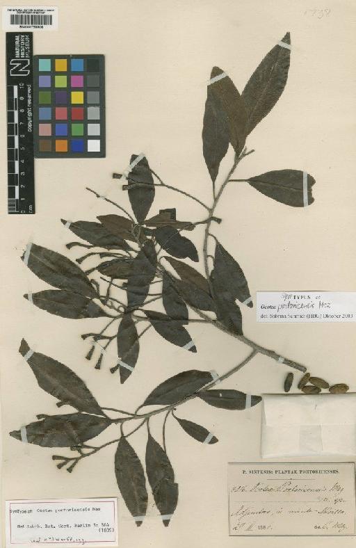 Ocotea portoricensis Mez - BM000758908