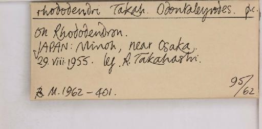 Pealius rhododendrae Takahashi, 1935 - 013488214_additional