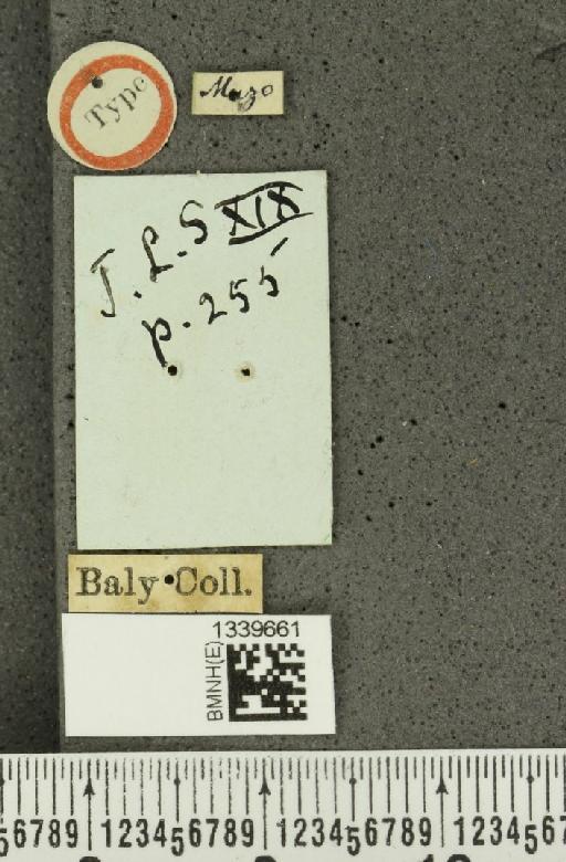 Isotes robusta (Baly, 1886) - BMNHE_1339661_a_label_22834