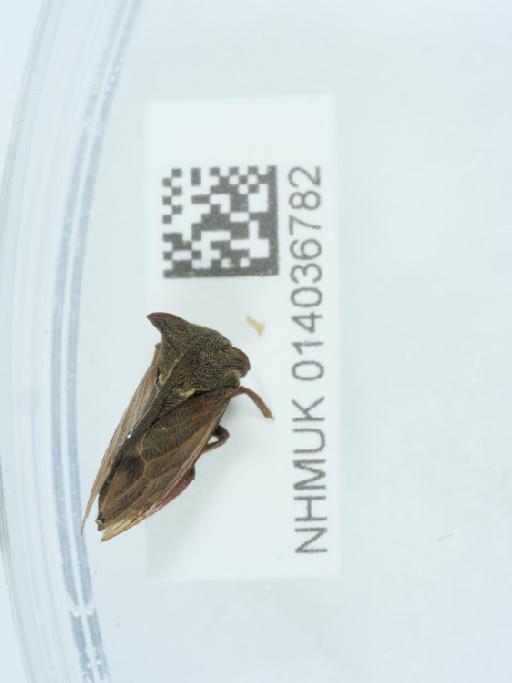 Centrotus cornutus (Linnaeus, 1758) - 014036782_2