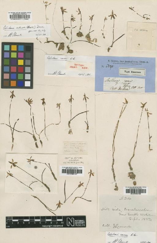 Caladenia carnea R.Br. - BM000990427