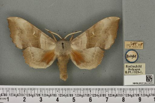 Laothoe populi ab. pallida Newnham, 1900 - NHMUK_010420488_526665