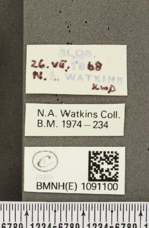 Pyronia tithonus britanniae (Verity, 1914) - BMNHE_1091100_label_1425