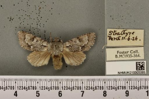 Acronicta menyanthidis scotica (Tutt, 1891) - NHMUK_10505085_562466