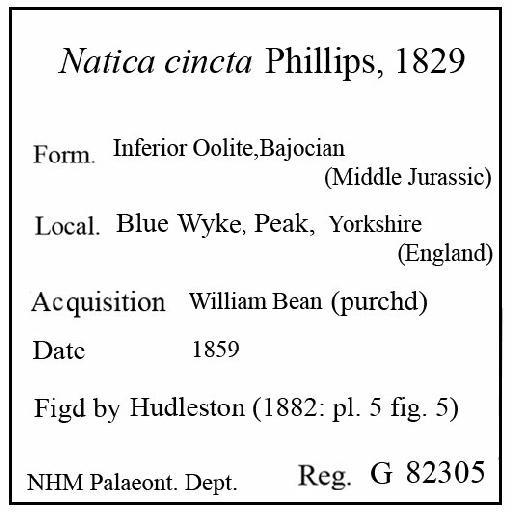 Natica cincta Phillips, 1829 - G 82305. Natica cincta (label)