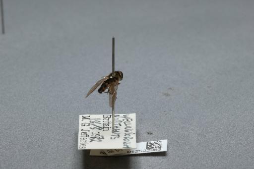 Platycheirus (Platycheirus) splendidus Rotheray, 1998 - 012522963_additional_1