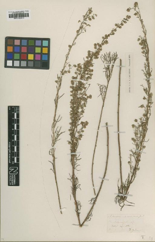 Artemisia alba Turra - BM001025915
