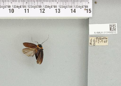 Hemithyrsocera palliata (Fabricius, 1798) - 012496210_112089_88076