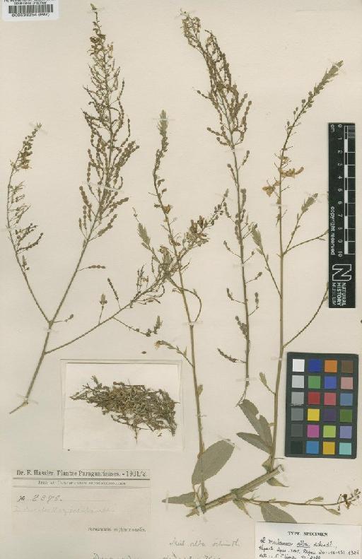 Desmodium album (Schindl) J.F.Macbr. - BM000538254