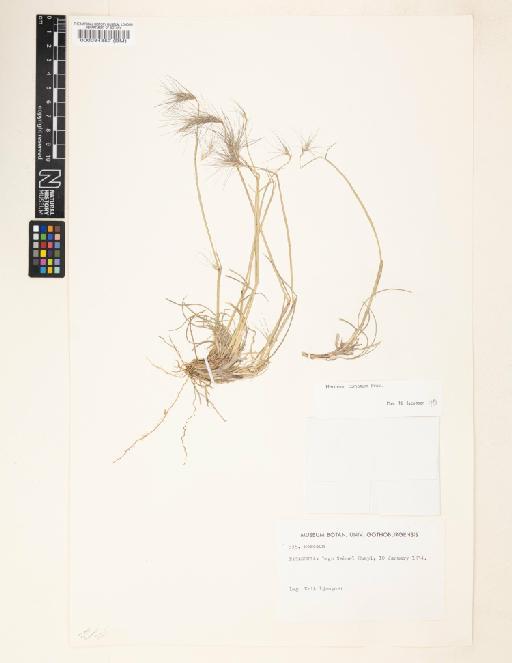 Hordeum comosum J.Presl - 000084857