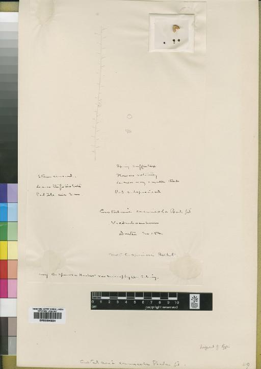 Crotalaria eremicola Baker f. - BM000843236