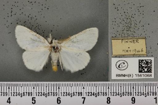 Euproctis similis (Fuessly, 1775) - BMNHE_1561068_253785