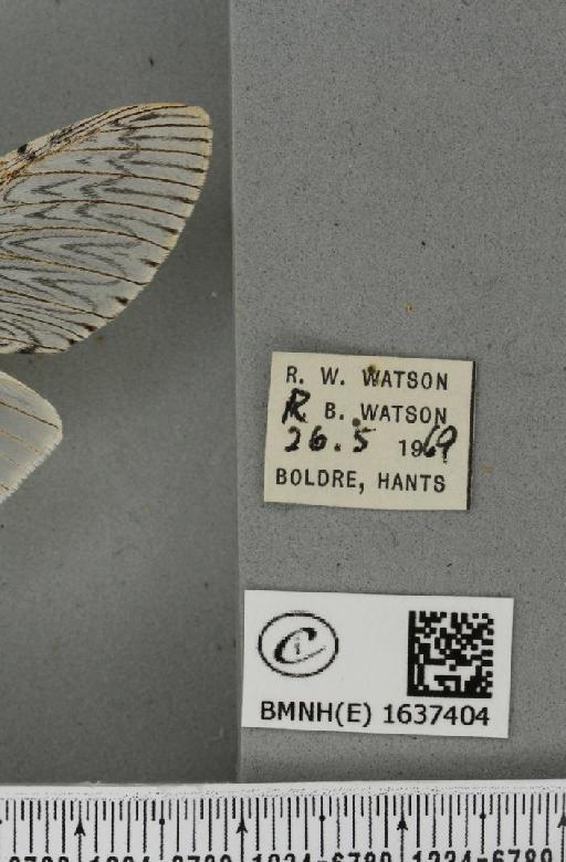 Cerura vinula (Linnaeus, 1758) - BMNHE_1637404_label_207525