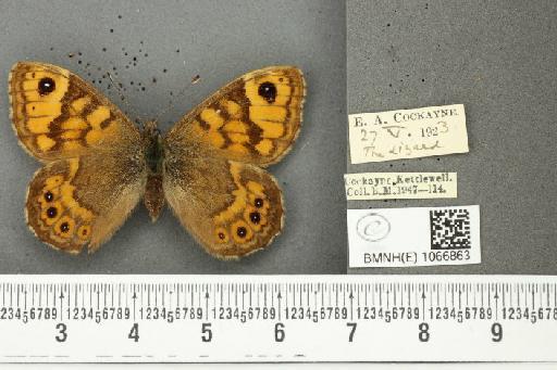 Lasiommata megera (Linnaeus, 1767) - BMNHE_1066863_28522