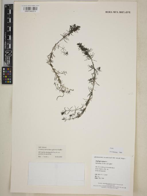 Galium verum L. - BM013409385