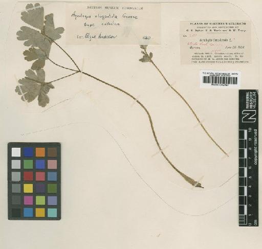 Aquilegia elegantula Greene - BM001042464