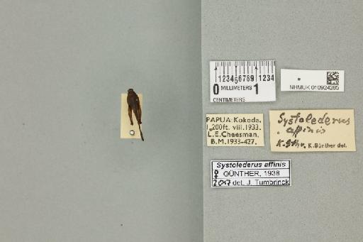 Systolederus affinis Gunther, 1936 - 010924285_71968_85095