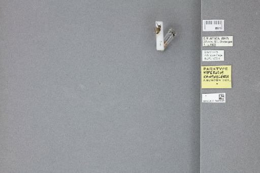 Hyperusia xantholeuca Bowden, 1975 - 013445848_labels_dorsal
