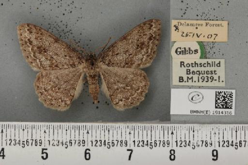 Ectropis crepuscularia ab. delamerensis Buchanan White, 1877 - BMNHE_1914316_482148