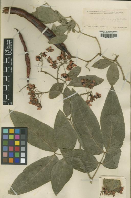 Senna fruticosa (Mill) H.S.Irwin & Barneby - BM000645392