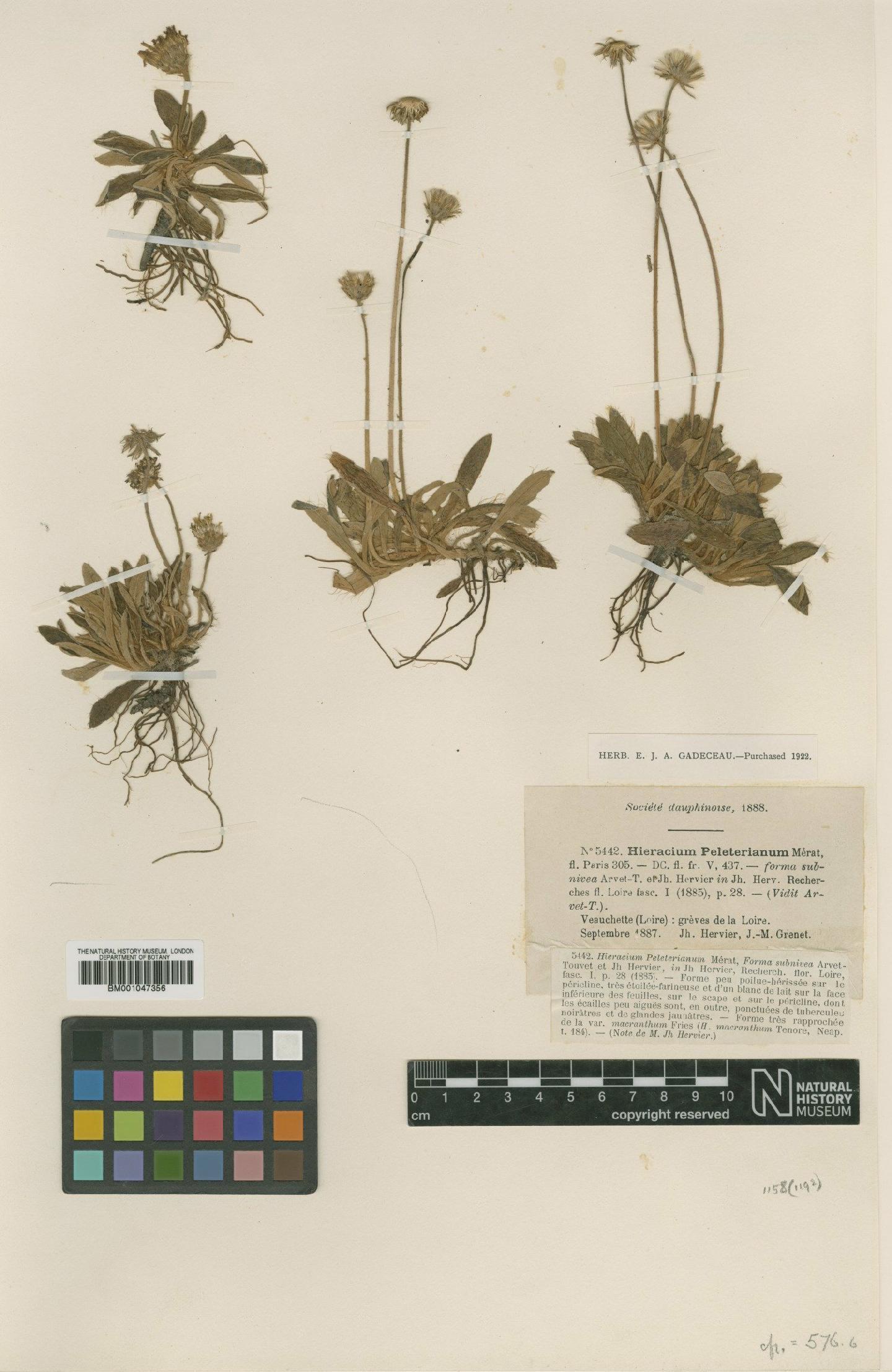 To NHMUK collection (Hieracium peleterianum subsp. ligericum Zahn; Type; NHMUK:ecatalogue:2761975)