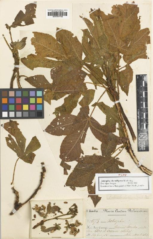 Jatropha clavuligera Müll.Arg. - BM000947458