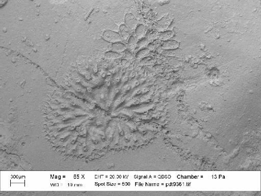 Mesonopora bernardwalteri Martha et al., 2019 - PI BZ 8180 - Mesonopora barnardwalteri