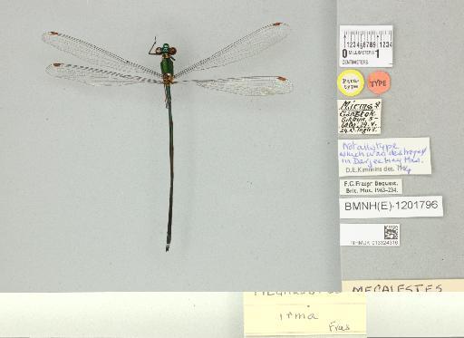 Megalestes irma Fraser, 1926 - 013324316_dorsal