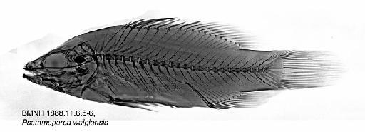 Psammoperca waigiensis Cuvier, 1828 - BMNH 1888.11.6.5-6, Psammoperca waigiensis, Radiograph