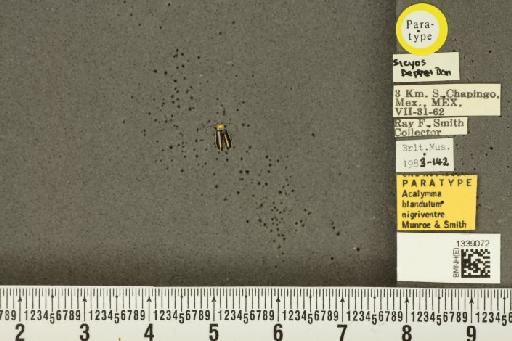 Acalymma blandulum nigriventre Munroe & Smith, R.F., 1980 - BMNHE_1339072_20571