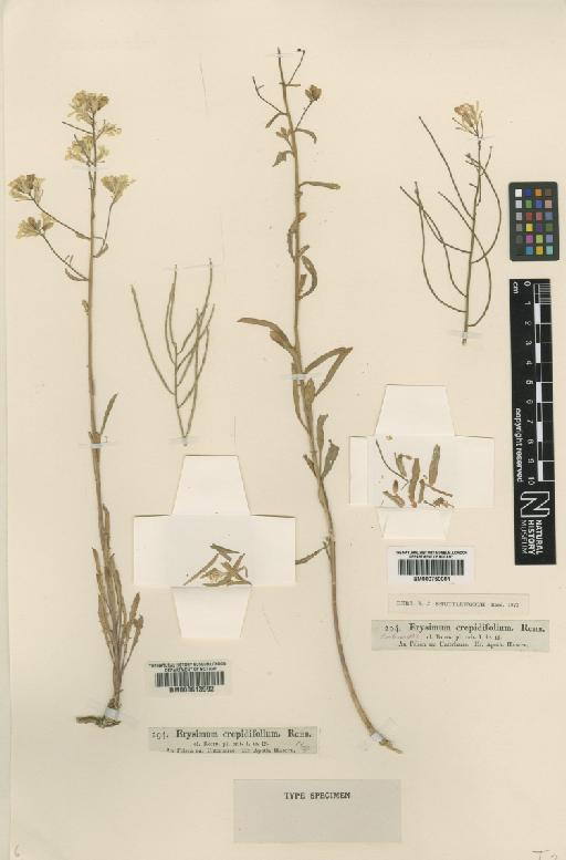 Erysimum crepidifolium Rchb. - BM000750001