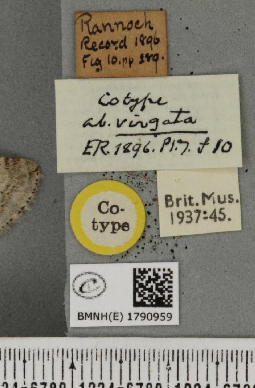 Epirrita autumnata ab. sandbergi Lampa, 1885 - BMNHE_1790959_label_361120