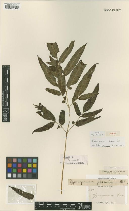Coniogramme serrulata (Blume) Fée - BM000066522