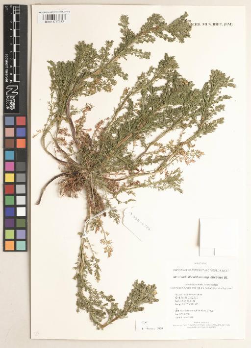 Matricaria discoidea subsp. discoidea DC. - 013737383