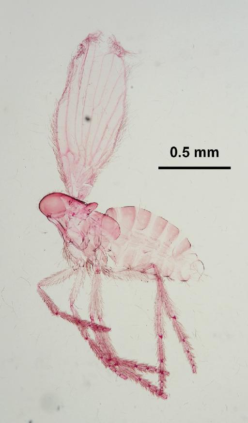 Trichomyia crucis Duckhouse, 1978 - Trichomyia_crucis-010210255-body-64_0x-scale